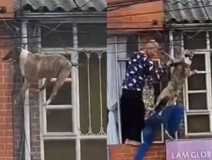 Perrito queda atrapado en cables de energía a varios metros de altura por perseguir a un gato (+Video)