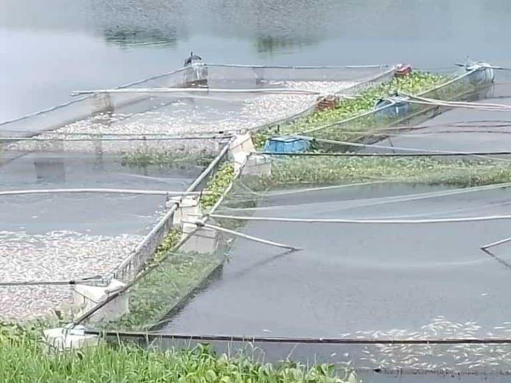 Desechos tóxicos de ingenio ocasionan muerte de peces en río Actopan