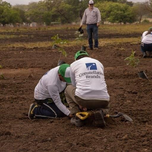 Constellation Brands se suma a reforestación en Veracruz