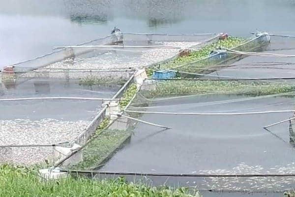PMA investiga la mortandad de miles de peces en el Río Actopan
