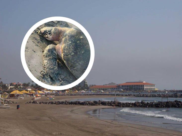 En 2023, van 4 tortugas halladas muertas en playas de Veracruz y Boca del Río