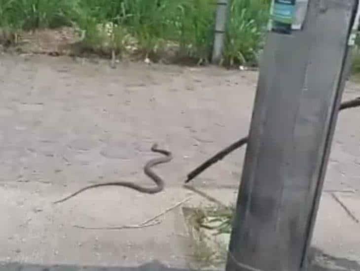 Combate contra el veneno: se arriesgan para salvar a serpiente en Coatzacoalcos