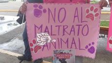 Sin piedad ni ley: denuncian abuso a perrita pit bull en Xalapa
