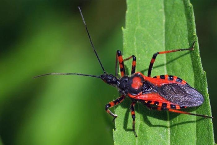 Recomienda IMSS Veracruz Norte prevenir propagación del Mal de Chagas, con limpieza en hogares