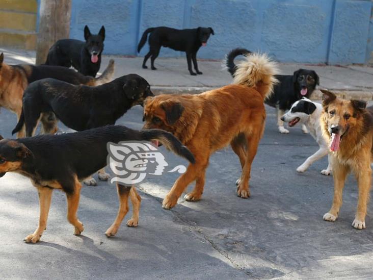 Preocupa en Misantla brote de enfermedad viral en perros callejeros