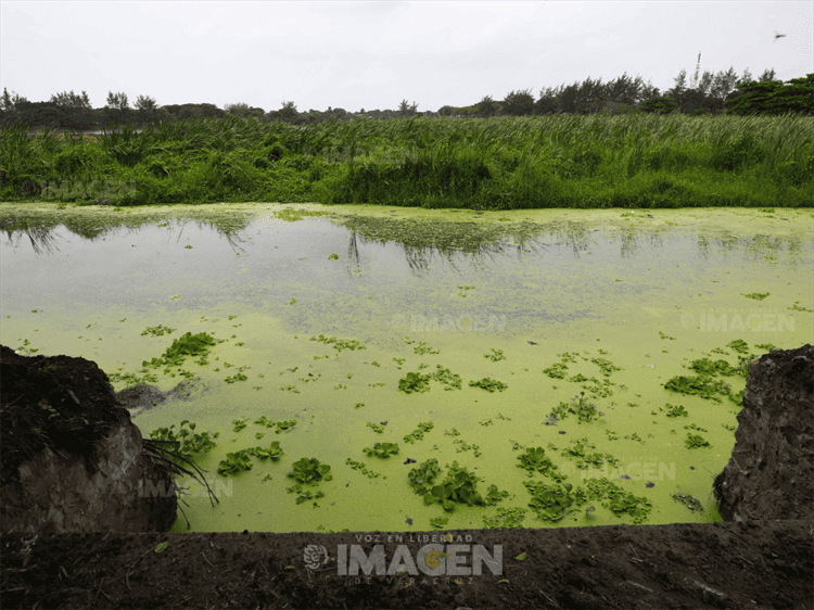 Acusan inundaciones y maleza en laguna Lagartos