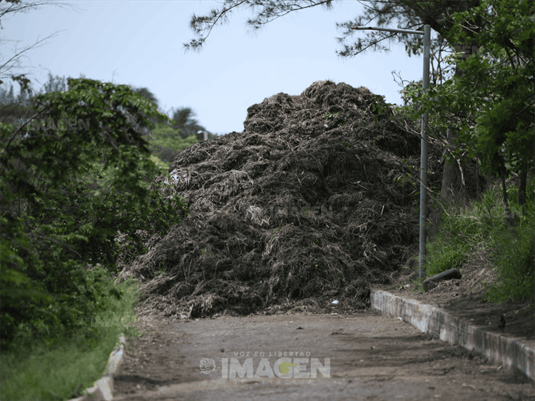 Acusan inundaciones y maleza en laguna Lagartos