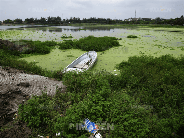 Acusan inundaciones y maleza en laguna Lagartos