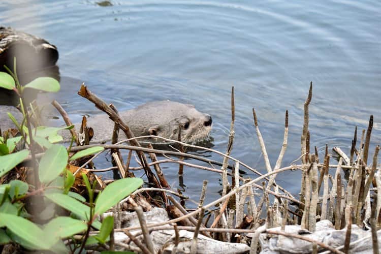 Max, nutria famosa de Alvarado, tuvo que ser reubicada