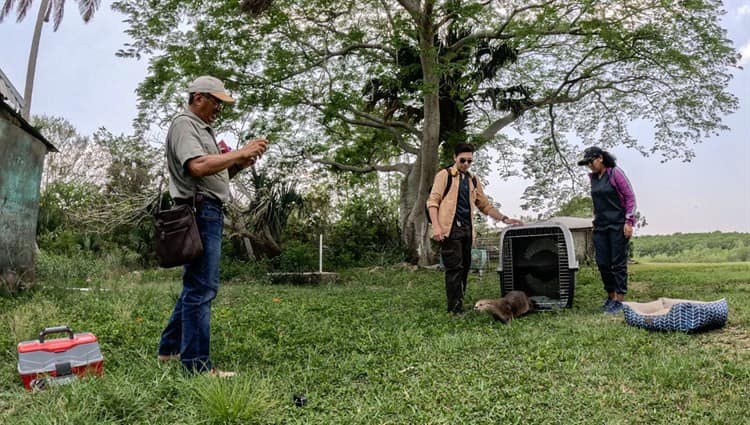 Max, nutria famosa de Alvarado, tuvo que ser reubicada