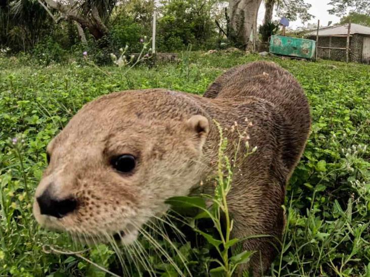 Max, nutria famosa de Alvarado, tuvo que ser reubicada