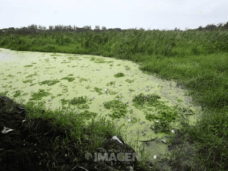 Acusan inundaciones y maleza en laguna Lagartos