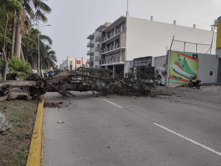 Caída de árbol en avenida Salvador Díaz Mirón genera caos vial(+Video)