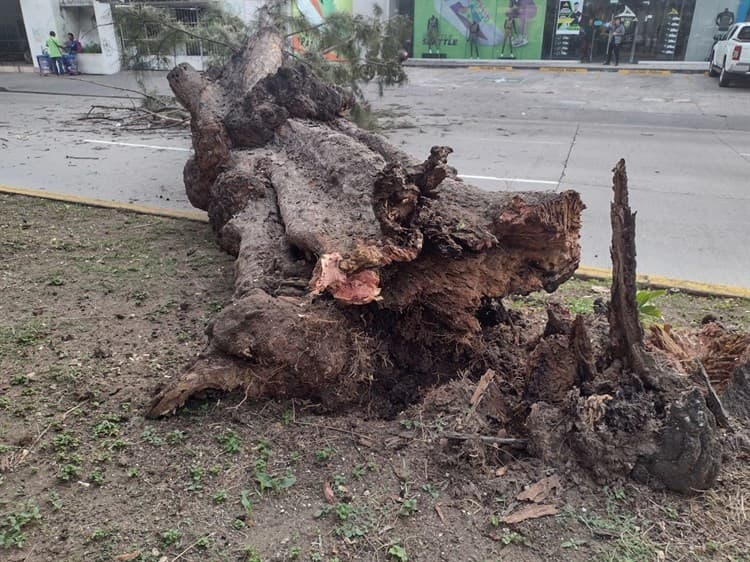 Caída de árbol en avenida Salvador Díaz Mirón genera caos vial(+Video)