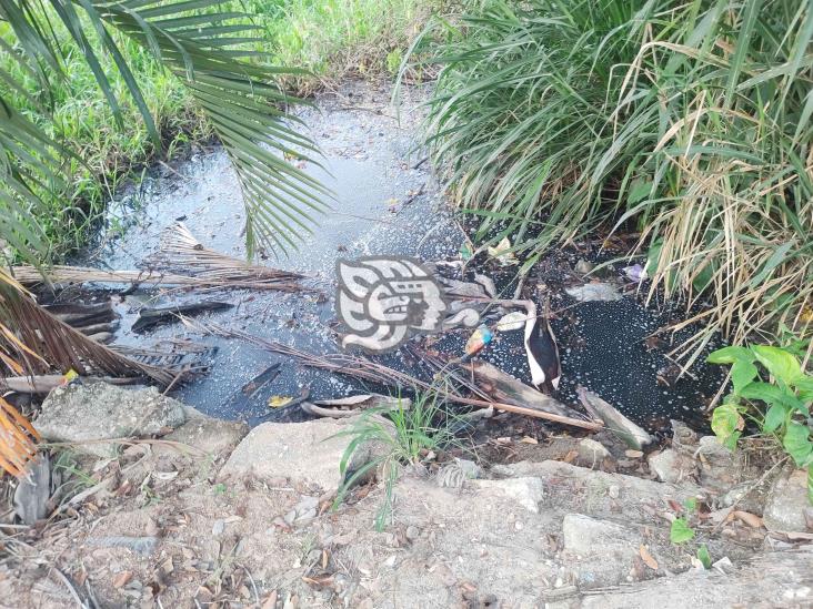 Este poblado de Moloacán lleva 2 años viviendo entre malos olores