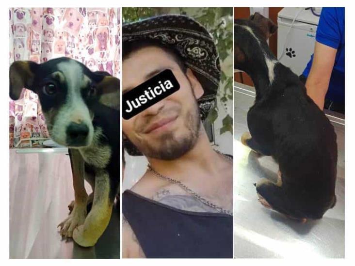 Asesinan a otro perrito en Xalapa; Fiscalía, ni sus luces (+Video)