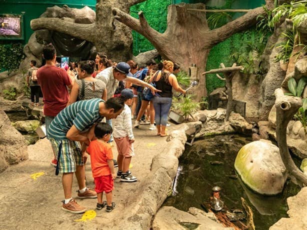 Aquarium de Veracruz recibe a 8 mil visitantes este martes gratuito