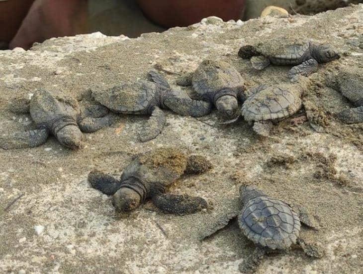 Eclosionan 20 huevos de tortuga en playas de Coatzacoalcos