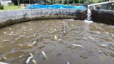 Uso excesivo de químicos estaría relacionado con mortandad de peces en Chilchotla (+Video)