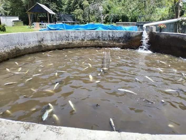 Uso excesivo de químicos estaría relacionado con mortandad de peces en Chilchotla (+Video)