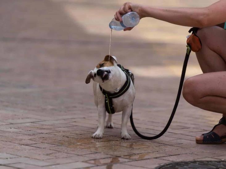 ¡Cuidado! Golpe de calor también afecta a perros y otros animales