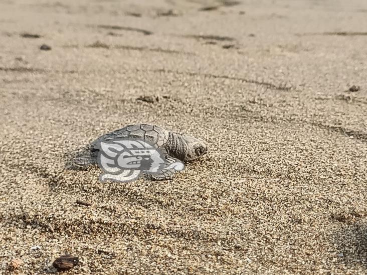 Autos podrían destruir nidos de tortuga en playas de Coatzacoalcos