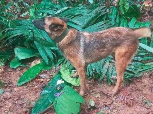 Continúa la búsqueda del perro Wilson en la selva de Colombia