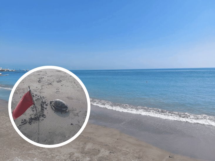 Hallan tortuga muerta en playa de Boca del Río