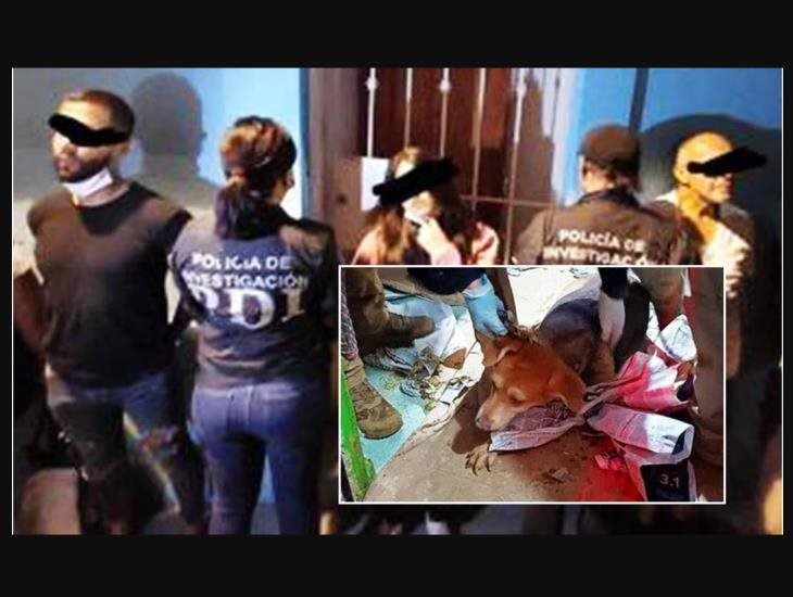 Rescatan a más de 60 perros en Coyoacán; vivían en terribles condiciones