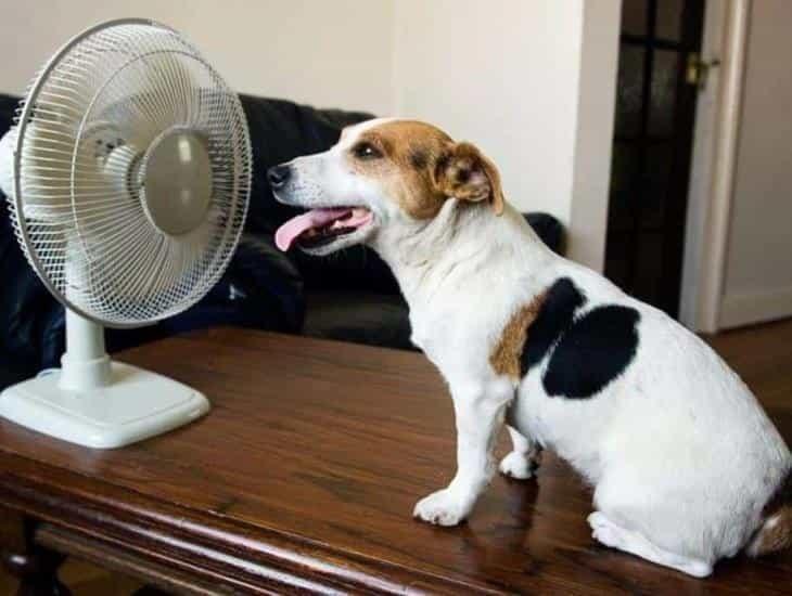 ¿Cómo saber si tu perro tiene calor? Aquí te decimos