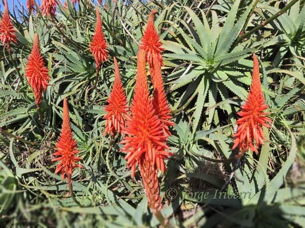 Plantas, las mejores opciones para refrescar tu casa