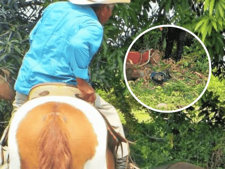 ¡Otra víctima! Muere caballo por golpe de calor en Carrillo Puerto