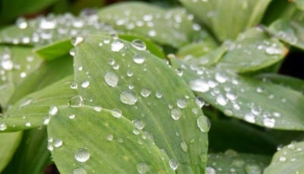 Las mejores plantas para bajar la temperatura de tu casa