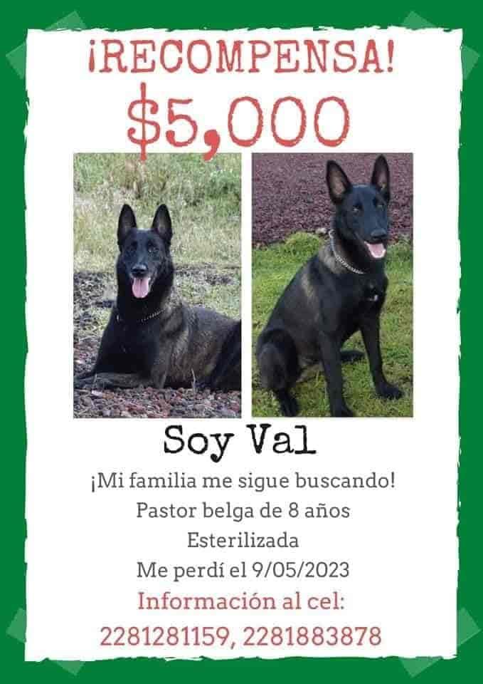 Buscan desesperadamente a perrita ‘Val’; se perdió en Xalapa