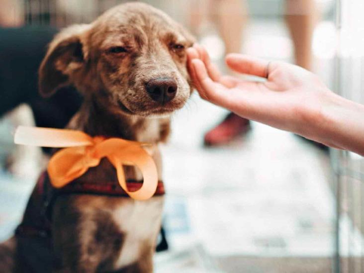Invitan a la “Expo Adopta” un perro o gato en Boca del Río