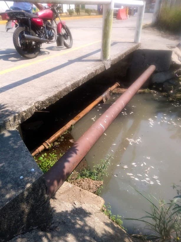 Altas temperaturas provocan la muerte de peces en Nanchital (+Video)