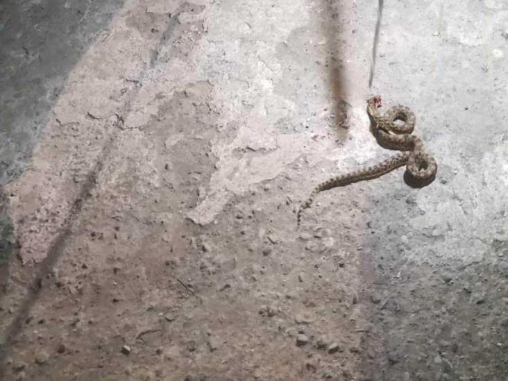 Atrapan serpiente mazacuata en vivienda de Úrsulo Galván