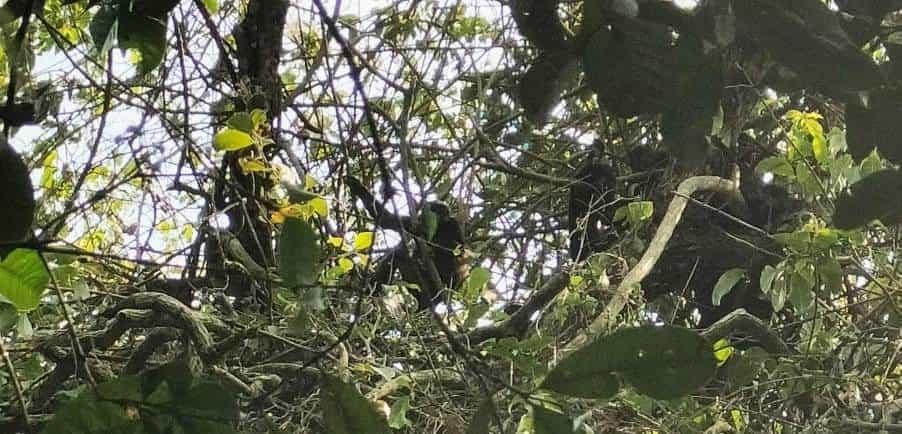 Deceso masivo de monos aulladores en Veracruz fue advertido por la Comisión de Ecología