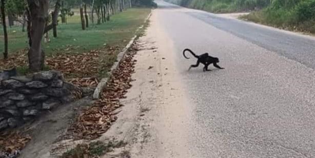 ¡Qué monada! Captan a monos aulladores en Coatzacoalcos