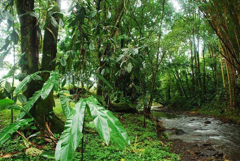 Día Internacional de los Bosques Tropicales