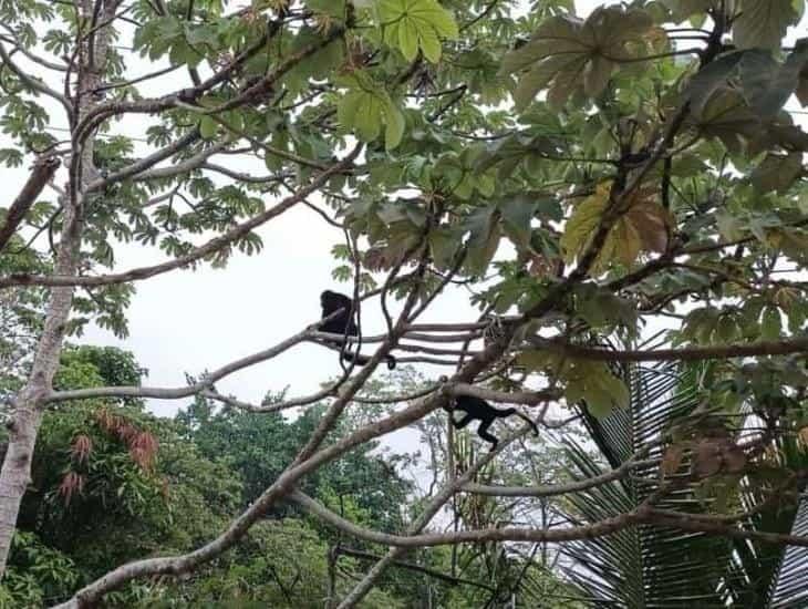 ¡Qué monada! Captan a monos aulladores en Coatzacoalcos