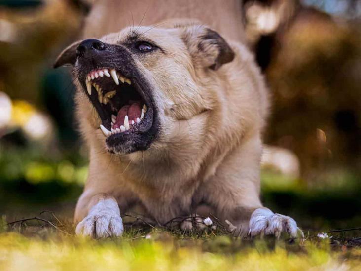 No matamos animales; por este motivo, se han sacrificado perros en Río Blanco