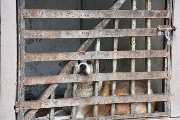 No matamos animales; por este motivo, se han sacrificado perros en Río Blanco