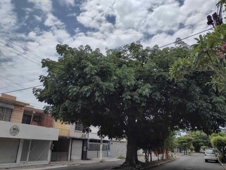 ¿Puedes derribar un árbol sin permiso en Veracruz?