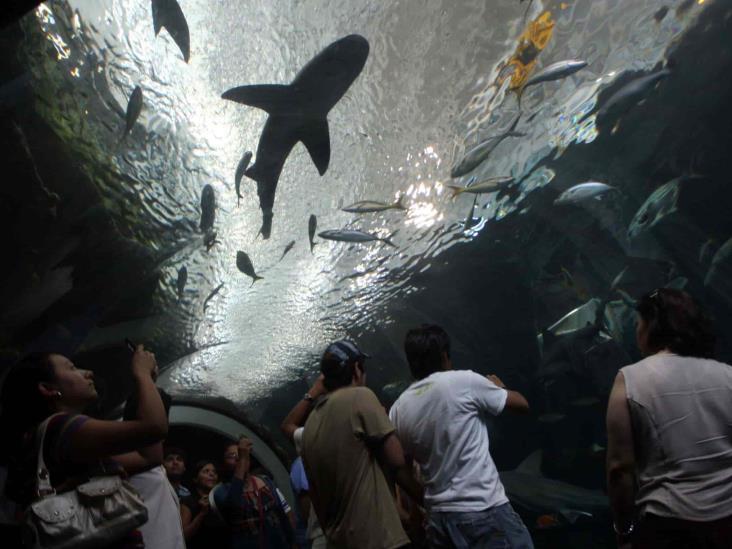 Aquarium de Veracruz reporta amplia afluencia de visitantes y nacimiento de pingüino