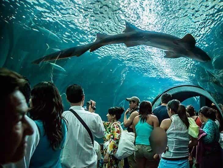 En esta fecha quedará lista la ampliación del Aquarium de Veracruz