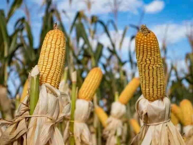 México impone arancel del 50 % a importaciones y exportaciones de maíz blanco