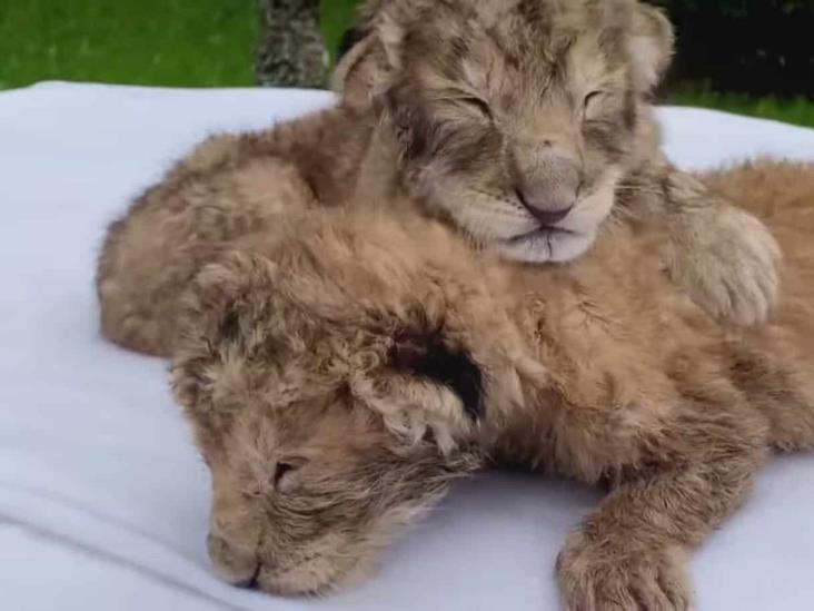 Bajo observación, cachorro de león rechazado por su madre en UMA Orizaba