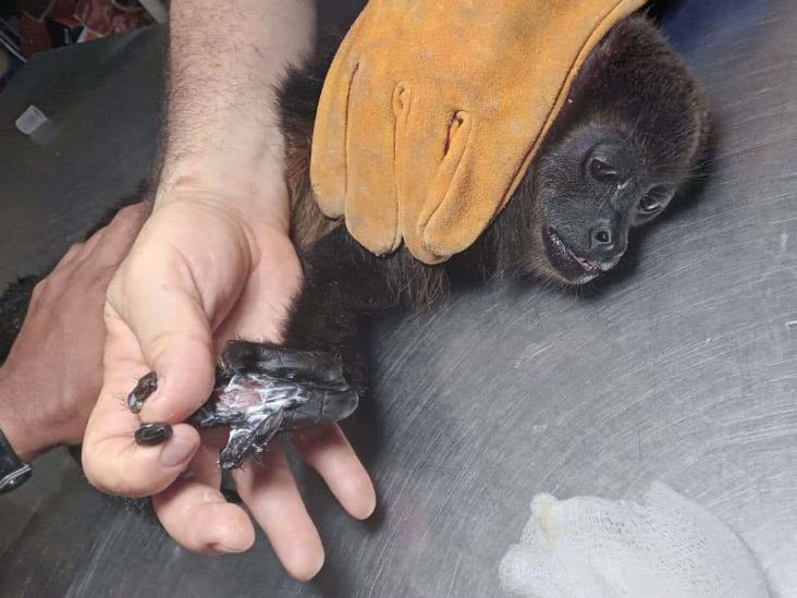 Monos aulladores también fueron víctimas del calor al sur de Veracruz