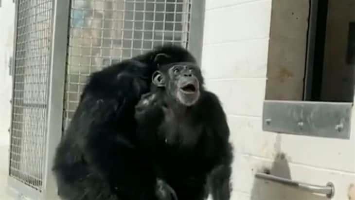 ¡Emotivo!  Chimpancé mira el cielo por primera vez en su vida (+Video)